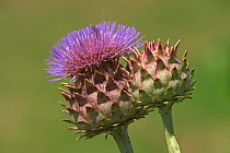 Artichoke thistle / Cardoon flower {Cynara cardunculus} Belgium
