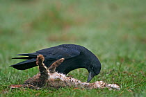 Carrion crow {Corvus corone} feeding on dead rabbit, Belgium