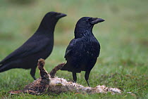 Carrion crows {Corvus corone} feeding on dead rabbit, Belgium