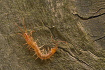 Common centipede {Lithobius forficatus} Belgium