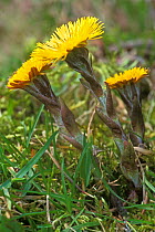 Coltsfoot in flower {Tussilago farfara} Belgium