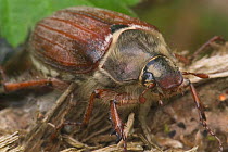 Common cockchafer / Maybug {Melolontha melolontha} France