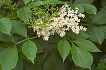 Common elderberry in flower {Sambucus nigra} Belgium