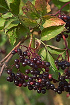 Common elderberry berries {Sambucus nigra} Belgium