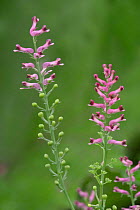 Common fumitory in flower {Fumaria officinalis} France
