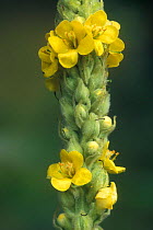 Common mullein / Aaron's rod flower {Verbascum thapsus} Belgium