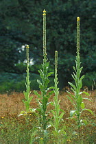 Common mullein / Aaron's rod in flower {Verbascum thapsus} Belgium