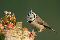 Crested tit baited with nuts {Lophophanes cristatus} Belgium