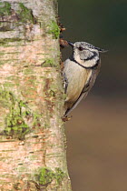 Crested tit {Lophophanes cristatus} searchs for insects on birch tree, Belgium
