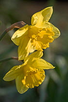 Wild daffodil flower {Narcissus pseudonarcissus} Belgium