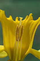 Cross section of Wild daffodil flower {Narcissus pseudonarcissus} Belgium