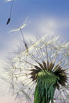 Dandelion seeds dispersing {Taraxacum officinale} France