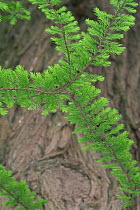 Dawn redwood leaves and bark {Metasequoia glyptostroboides}, native to China