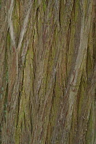 Close up of bark of Dawn redwood tree {Metasequoia glyptostroboides}, native to China