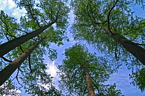 Looking up at Dawn redwood trees {Metasequoia glyptostroboides} Belgium, native to China