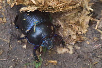 Dor beetle {Geotrupes stercorarius} by horse dung, France