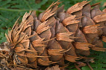 Douglas fir cone {Pseudotsuga menziesii} Belgium