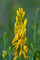 Dyer's broom flower {Genista tinctoria} France