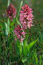 Early marsh orchid {Dactylorhiza incarnata} Netherlands