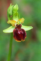 Early spider orchid flower {Ophrys sphegodes} France