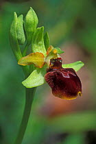 Early spider orchid flower {Ophrys sphegodes} France