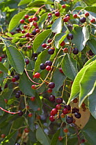 European bird cherry tree fruit and leaves {Prunus padus} France
