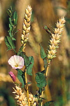 Field bindweed flower {Convolvulus arvensis} amongst wheat, France
