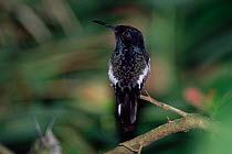 Black jacobin {Melanotrochilus fuscus} Iguazu NP, Brazil / Argentina