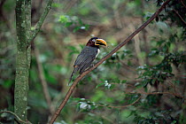 Spot billed toucanet {Selenidera maculirostris} Iguazu NP, Brazil / Argentina