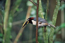 Spot billed toucanet {Selenidera maculirostris} Iguazu NP, Brazil / Argentina