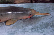 La Plata river dolphin killed in fishing net, Argentina {Pontoporia blainvillei}