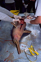 Dissecting La Plata river dolphin killed in fishing net, Argentina {Pontoporia blainvillei}