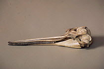 Skull of La Plata river dolphin, Argentina {Pontoporia blainvillei}