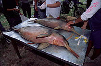 Measuring La Plata river dolphin killed in fishing net, Argentina {Pontoporia blainvillei}
