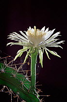 Cereus greggii flower, Texas, USA.