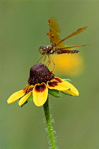 Eastern amberwing {Perithemis tenera} on flower, Texas, USA.