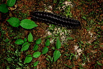 Millipede {Polydesmida sp} Amazonia, Ecuador