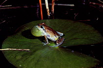 Ornate chorus frog croaking {Pseudacris ornata} Florida, USA
