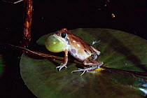 Ornate chorus frog vocalising {Pseudacris ornata} Florida, USA