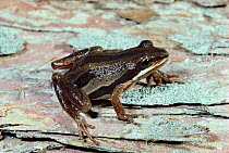 Ornate chorus frog {Pseudacris ornata} Florida, USA.