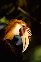 Blyth's hornbill portrait {Rhyticeros plicatus} Papua New Guinea, 2001