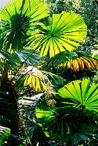 Fan palm trees {Licuala ramsayi} Daintree NP. Queensland, Australia