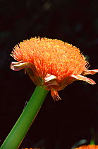 Blood lily flower {Scadoxus puniceus} South Africa
