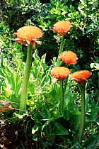 Blood lilies {Scadoxus puniceus} Santa Lucia reserve, South Africa