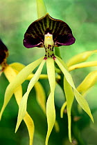 Black orchid flower {Encyclia cochleata} Tamaulipas, Mexico
