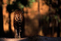 Rear view of male Bengal tiger walking {Panthera tigris tigris} Kanha NP, India - Winner in Wildlife Photographer of Year competition