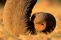 Close up of tip of trunk of Indian elephant {Elephas maximus} Bandhavgarh, India