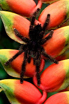 White toed tarantula {Avicularia metallica} on Heliconia flower, Ecuador,