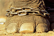 Close up of chained foot of Indian elephant {Elephas maximus} India