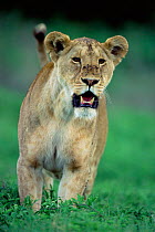 African lioness {Panthera leo} Nogorongoro crater, Tanzania